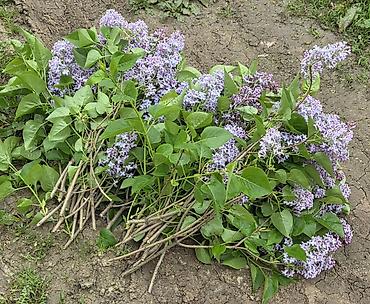 kəpənək dekor: Məhsul: Yasəmən (Syringa vulgaris) – kəsilmiş budaqlar və ya kol — 6