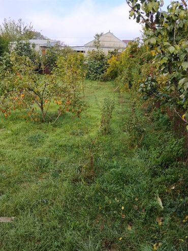 Ağaclar: Məhsul: Meyvə ağacları ilə yaşıllıq sahəsi (həyətyanı bağ)Günəşli — 9