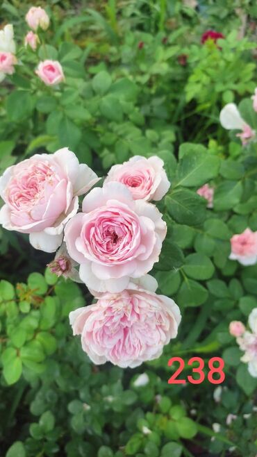 Садовые цветы и кустарники: Саженцы цветка: Розы — 9