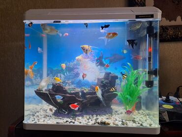 Akvariumlar: Yumru akvarium, Balıqlarla birlikdə, 65 l, Ödənişli çatdırılma