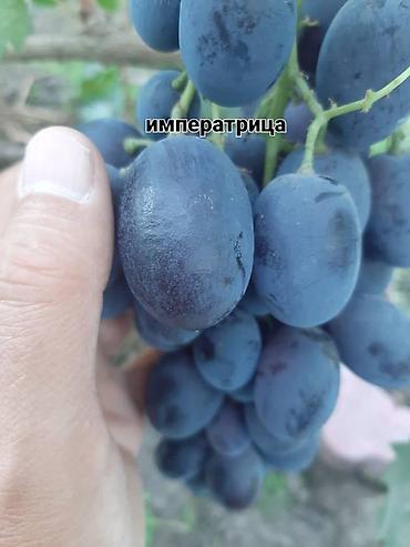 Виноград: НОВИНКИ СЕЛЕКЦИИ ВИНОГРАДА ПРЕМИАЛЬНОГО УРОВНЯ ! ДОМАШНИЙ СЛАДКИЙ — 29
