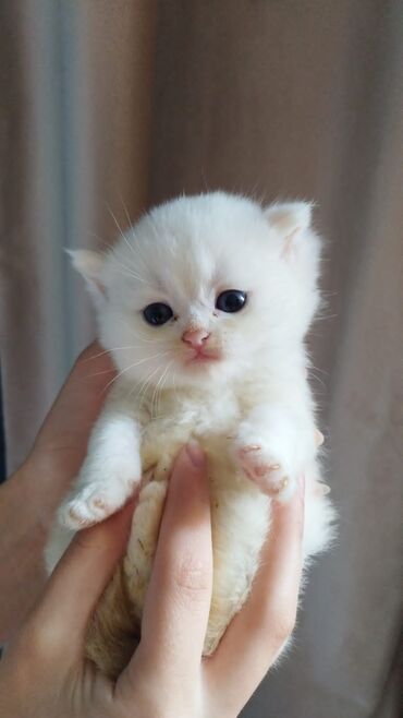 Pişiklər: Şotland yastı qulaq, Erkək, Dişi, Yaxşı əllərə, Ünvandan götürmə, Pulsuz çatdırılma, Ödənişli çatdırılma — 80