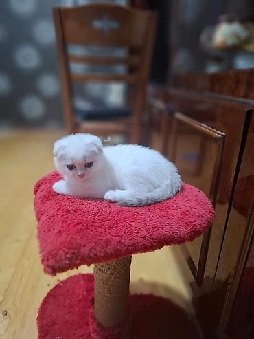 Кошки: Шотландская вислоухая, Самец, Самка, В добрые руки, Платная доставка, Доставка в районы, Самовывоз — 1