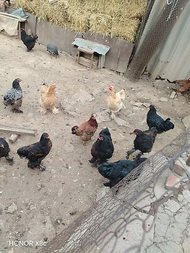 Продам с/х животных: Продаю | Куры, Петух | Бройлерная, Брама | Для разведения — 4