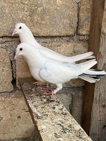 dekorativ goyərcin: Hazır cütdüler erkey badam leleydi maya çılpaq dı tutulmadı ikside — 4