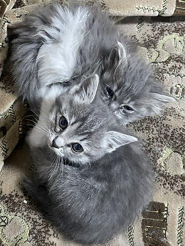 Отдам даром кошку: Г.Бишкек Отдаю котят в хорошие руки (бесплатно). Котятам по 1,5 — 2