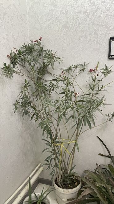 грабли с черенком цена бишкек: Нерей (олеандр) в напольном горшке - Крупный кустарник