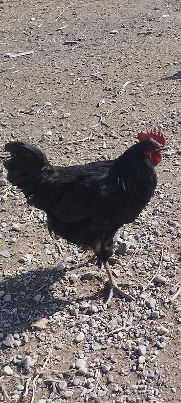 Куры, петухи: Продаю | Петух | Для разведения — 2