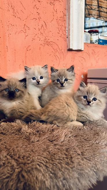 котята дарлм: Рэгдолл, 1 месяц, Мальчик, Приучена к лотку — 2