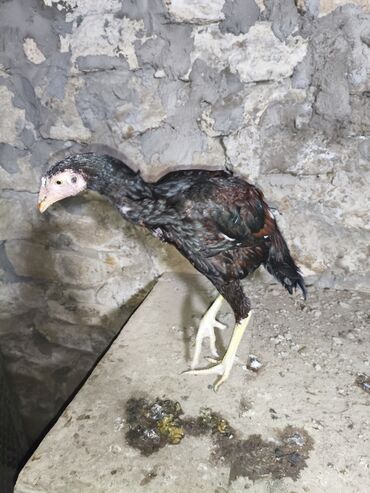 Cücələr: Toyuq cücələri, Damazlıq, Ünvandan götürmə — 1