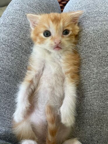 Коты: Маленький рыжий котёнок, четыре с половиной недели. Отдаю в надёжные