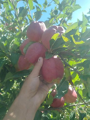 Другие услуги: Жемиш багын Оз убагында, туура бутоо Мол тушум Алма бак бутайбыз Ар — 11