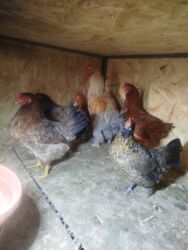 срочно продаю в связи с переездом: Домашние куры 8 штук