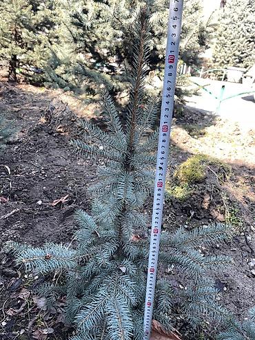 Декоративные деревья: Саженцы деревьев: Ели, Платная доставка, Самовывоз — 12