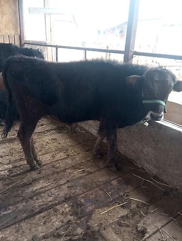 Коровы, быки: Продаю | Бык (самец) | На откорм | Привязанные at lalafo.kg — 3 Коровы, быки: Продаю | Бык (самец) | На откорм | Привязанные — 3