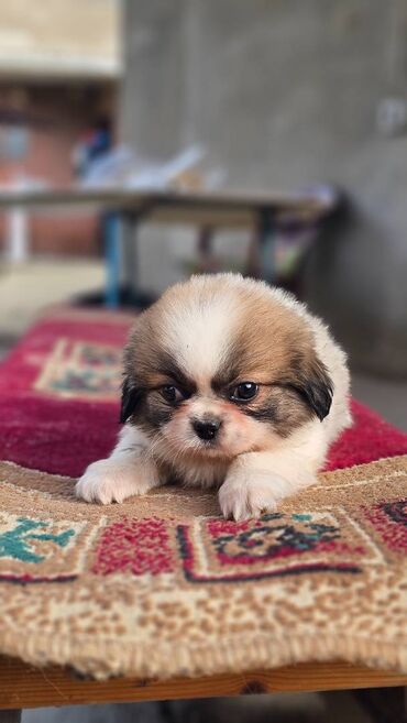 İtlər: Pekines, 2 ay, Erkek — 7