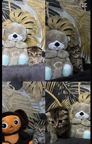 Кошки: Skottish Fold və düzqulaq qarışığı balalar - Cins: Scottish Fold — 8
