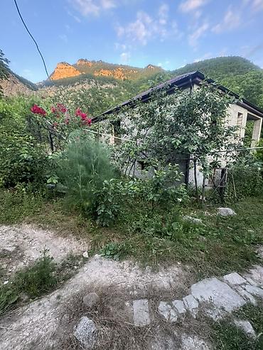 бак для воды: Dırmaşan qızılgül kolları – dekorativ sarmaşıq gül - Növ — 3