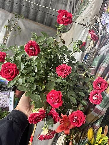 кустовой роза: Саженцы — 4