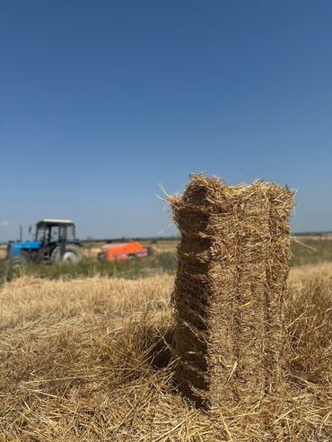 сколько стоит собака бу: Buğda samanı
1000dən az say 0.50dən