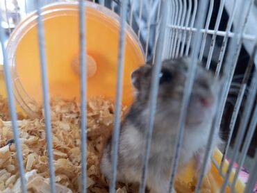 gəmiricilər: Hamster satılır yeri var təlaşı var yeməyi var topu var real alıcı