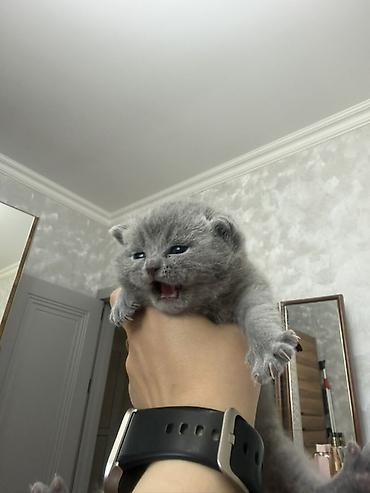 Pişiklər: Britan, Dişi — 2