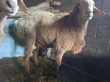 Бараны, овцы: Продаю | Баран (самец) | Арашан | На забой | Матка — 2