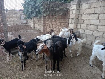 bala pişiy: 12 Baş keçi satılır 5 Ana 7 Bala əksəriyeti ekiz Bala verir Kom