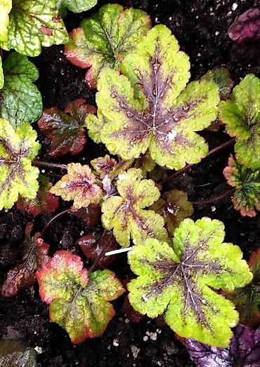 Другие садовые цветы и кустарники: Продаю гейхеру. В коллекции более 80 сортов. Звоните по тел. Вацап — 9