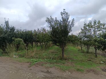 Torpaq sahələrinin satışı: 30 sot, Kənd təsərrüfatı, Mülkiyyətçi, Kupça (Çıxarış) -da lalafo.az — 12 Torpaq sahələrinin satışı: 30 sot, Kənd təsərrüfatı, Mülkiyyətçi, Kupça (Çıxarış) — 12