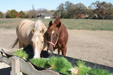 Gəmiricilər: Salam