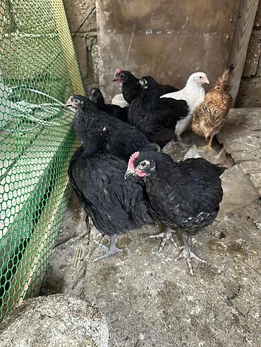 Toyuqlar: Toyuq, Australorp, Damazlıq — 7