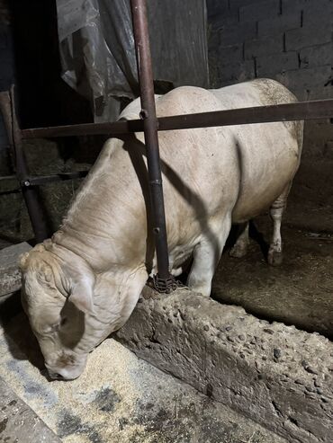 продаю музоо торпок корова самка бык самец айрширская ангус алатауская на забой для разведения на откорм племенные нетель привязанные: Продаю | Бык (самец) | Алатауская, Абердин-ангус, Аулиекольская | На забой, Для разведения | Искусственник