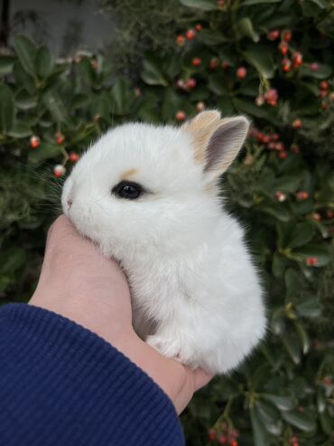 karlik dovsan: Salam🖐🏻. 🎁 Ad günlerinde bayram ve xüsusi günlerde Hediyye seçiminde