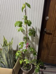 сварочный полуавтомат 2 в 1: Китайская Роза, высота 1,45 сантиметров за 1000 сом . Адрес село Кок