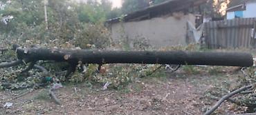 дрова тополь: Дрова/деловая древесина из свежеспиленного ствола - Порода — 3