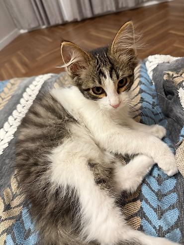 Мышыктар сатылат: Пушистый 4-месячный котенок 🐈‍⬛ Возраст: 4 месяца Пол: мальчик — 2