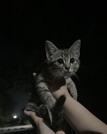персидская короткошерстная кошка: ДАРОМ В ХОРОШИЕ РУКИ Молодой котенок с полосатым окрасом и большими