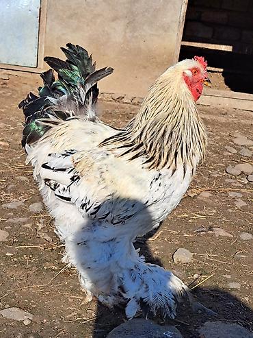 qaşqaldağ quşu: Brama xoruzlar iksi bir yerdə 120-manat göz qabağındadılar vhatsappta — 3