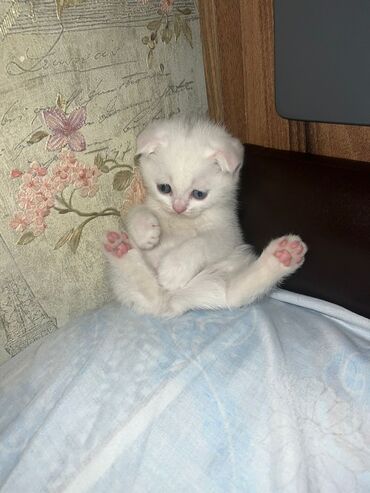 ağ pişiy: Şinşilla, Dişi, Ödənişli çatdırılma