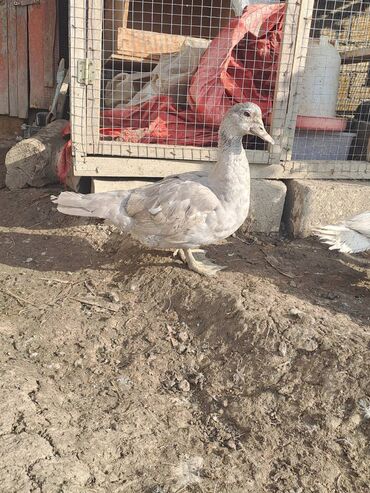 Digər quşlar: Salam.Lal ördəklər satılır bütün cinslərdən var .Fərələrin çoxu — 15