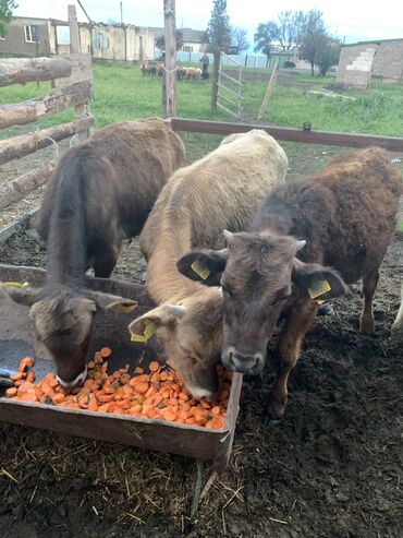 Коровы, быки: Продаю | Бык (самец), Музоо, торпок