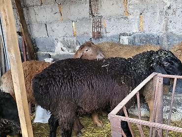 Баран, овца: Продаю | Баран (самец) | Гиссарская, Эдильбаевская, Арашан | Для разведения | Племенные, Осеменитель at lalafo.kg — 3 Баран, овца: Продаю | Баран (самец) | Гиссарская, Эдильбаевская, Арашан | Для разведения | Племенные, Осеменитель — 3