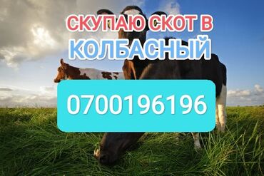 кант куры продаю: Куплю | Коровы, быки, Лошади, кони | Круглосуточно, Любое состояние, Забитый