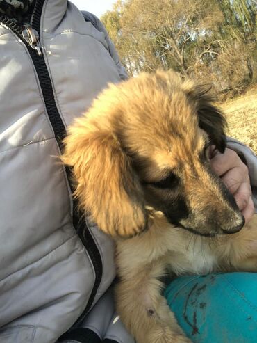 Отдам даром собаку: Щеноки бардер-колли, среднего размера . умные,домашние,мальчики.6 — 10