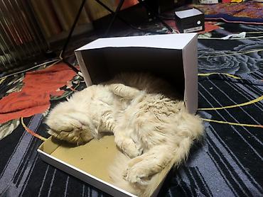 катят: Кошка даром: Скотиш Фолд (Шотландская вислоухая), 2 года, Мальчик, Приучена к лотку — 2