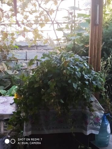 Декоративные цветы: Продаю: 1. Золотой Ус, большой. Цена за один корень 650 сом. — 10