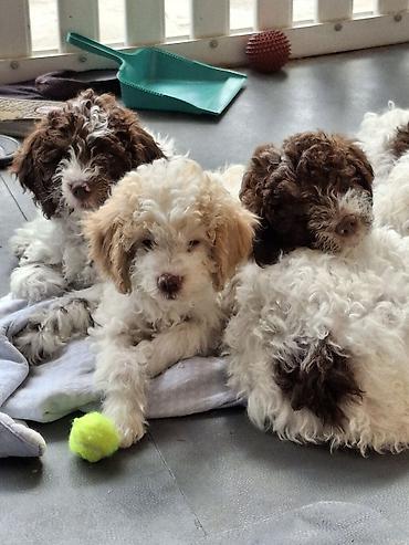 Psi: Rase: kovrdžavi štenad malog do srednjeg rasta rase Lagotto Romagnolo — 3