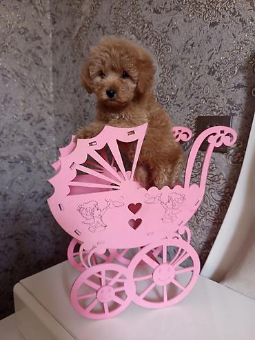 İtlər: Pudel, 2 ay, Dişi — 4