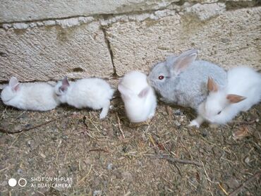 Dovşanlar: Kərlik ucuz qiymətə dovşanlar satılır krolik karliklar tüklü şir baş — 8